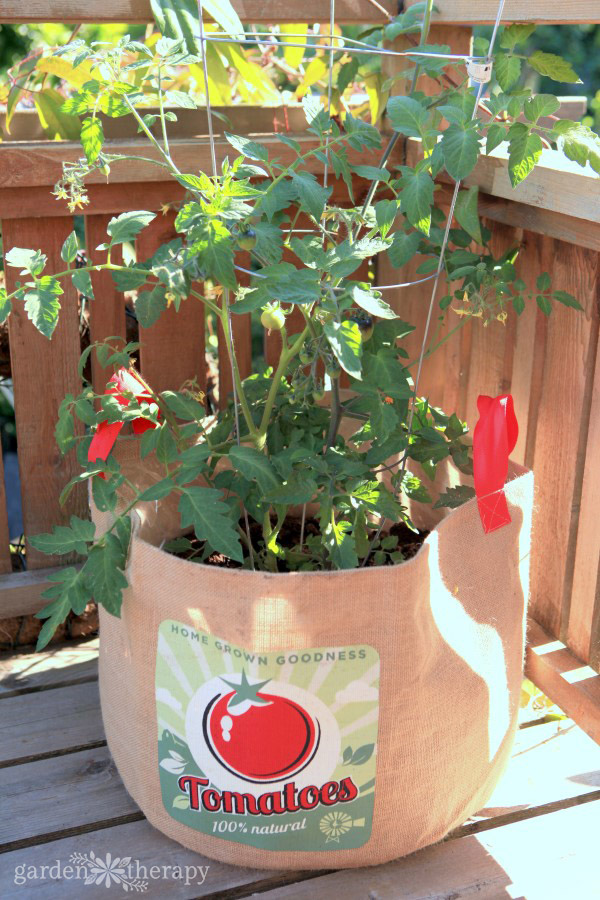 Tomato plant growing in a bag with image of tomato on it