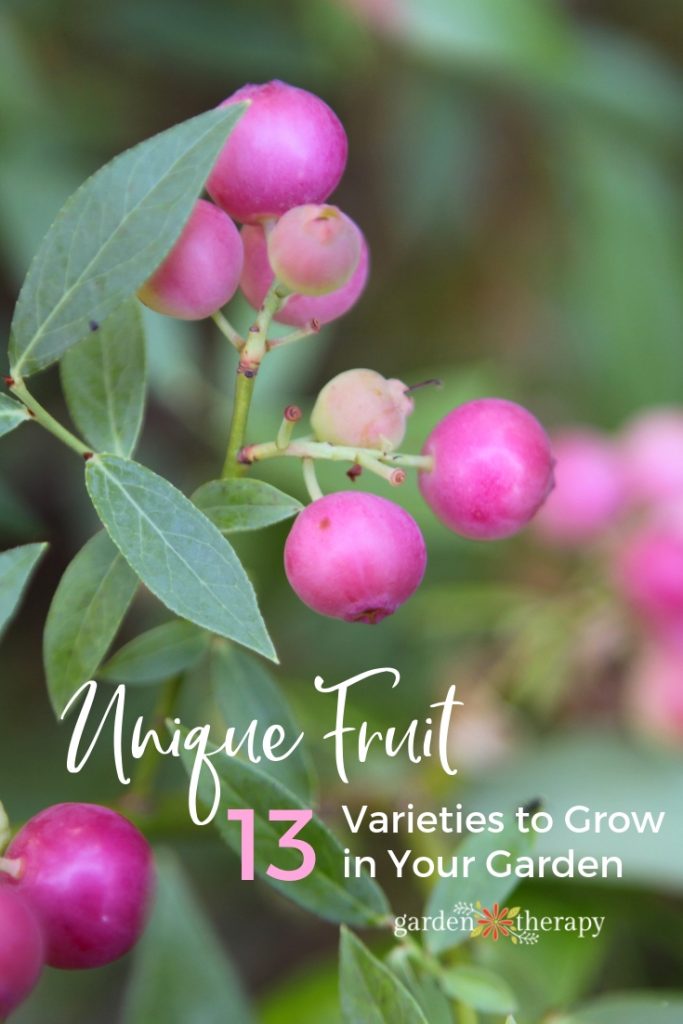 Unique Fruit Varieties to Grow in Your Garden