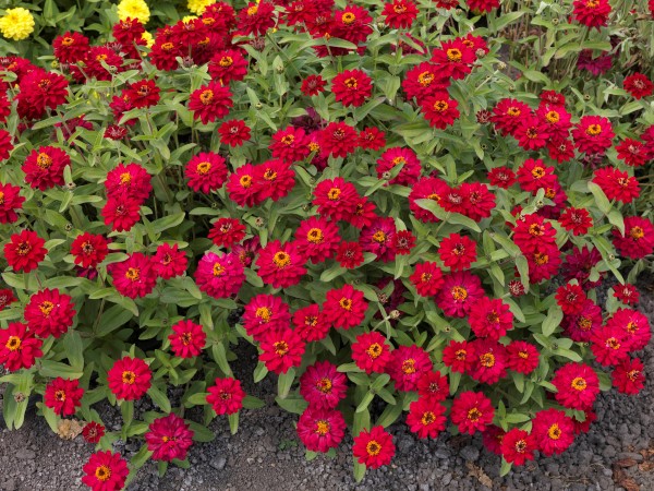 Profusion Double Hot Cherry Zinnia