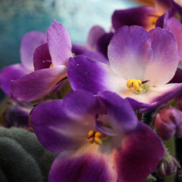 African violet blooms