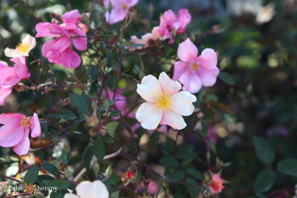 Edible roses blooming on a bush