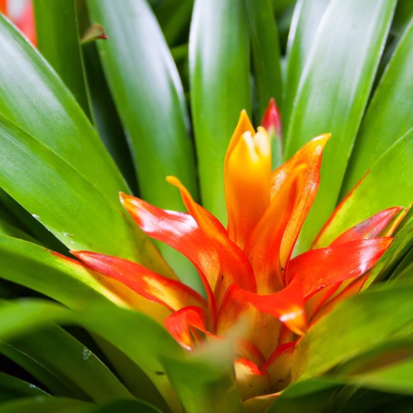 orange flowering bromeliad