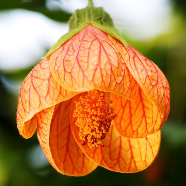 flowering maple