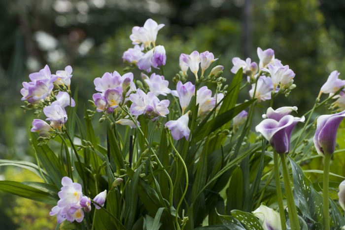 freesia flower