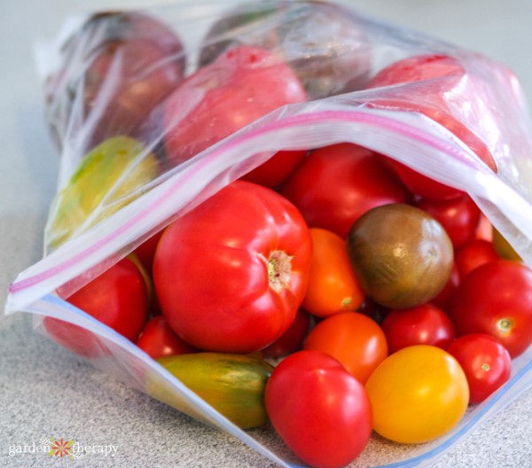 Garden tomatoes ready to freeze in a plastic bag