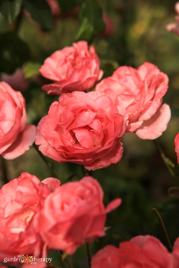 Pink roses blooming 