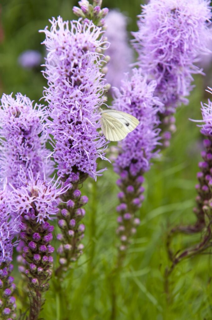 purple liatris with a butterfly visiting