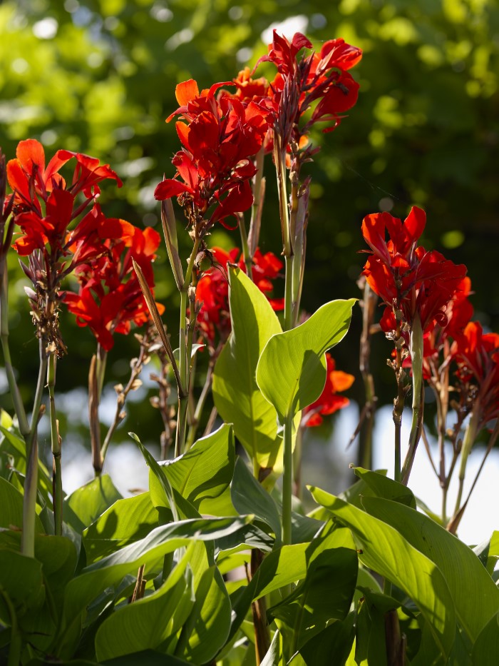 red Indian shot plant