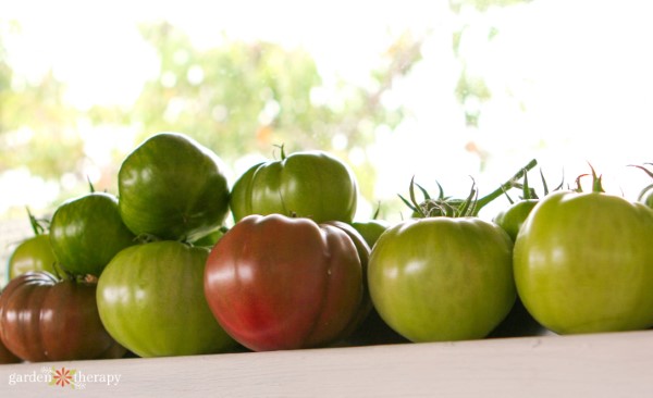 Green tomatoes ripening indoors