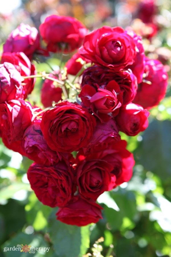 red roses in full bloom on a rose bush