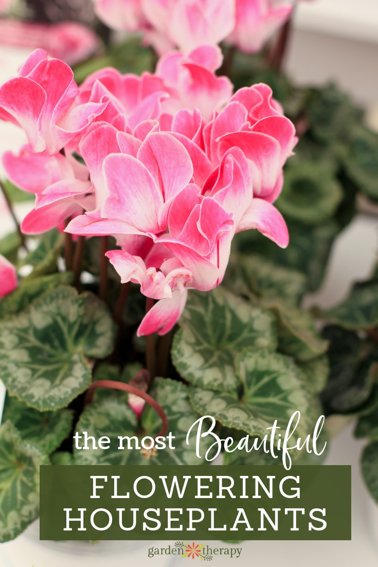 The Most Beautiful Flowering Houseplants Garden Therapy