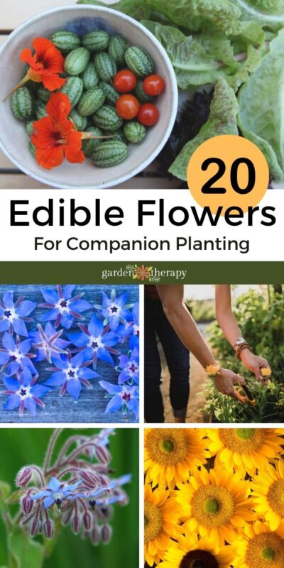 Double Duty Plants: 20 Edible Flowers for Companion Planting in the ...