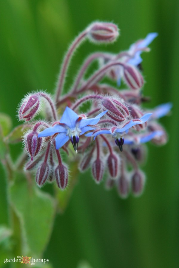 borage plant blooming