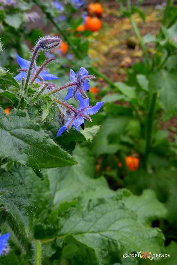 Borrge plant blooming