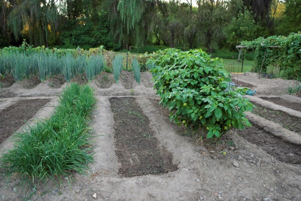 intensive planting in a vegetable garden