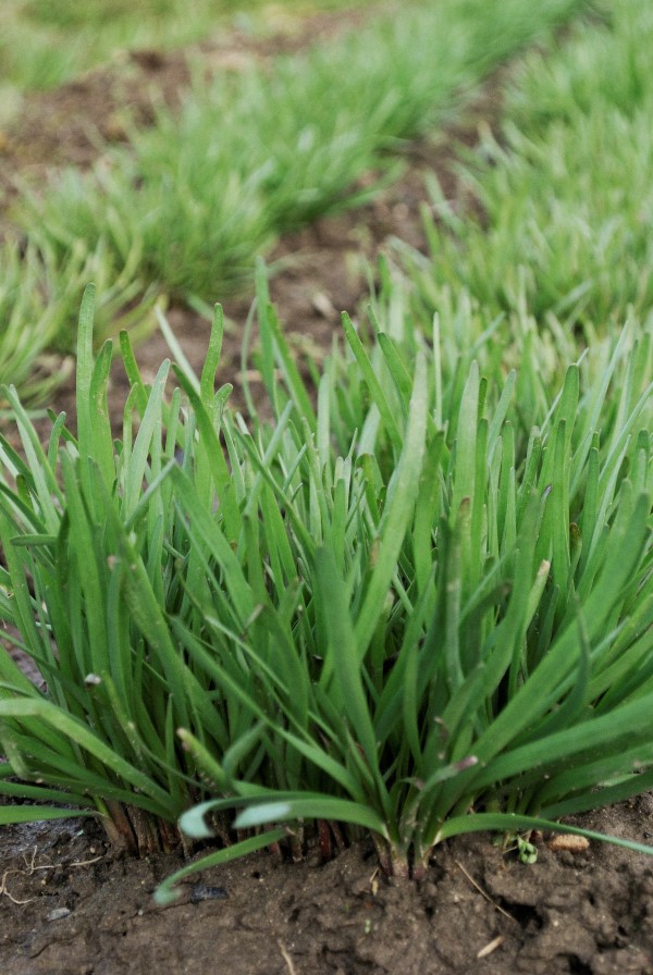 Chinese intensive garden beds