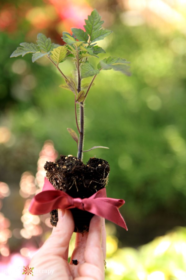 the gift of gardening