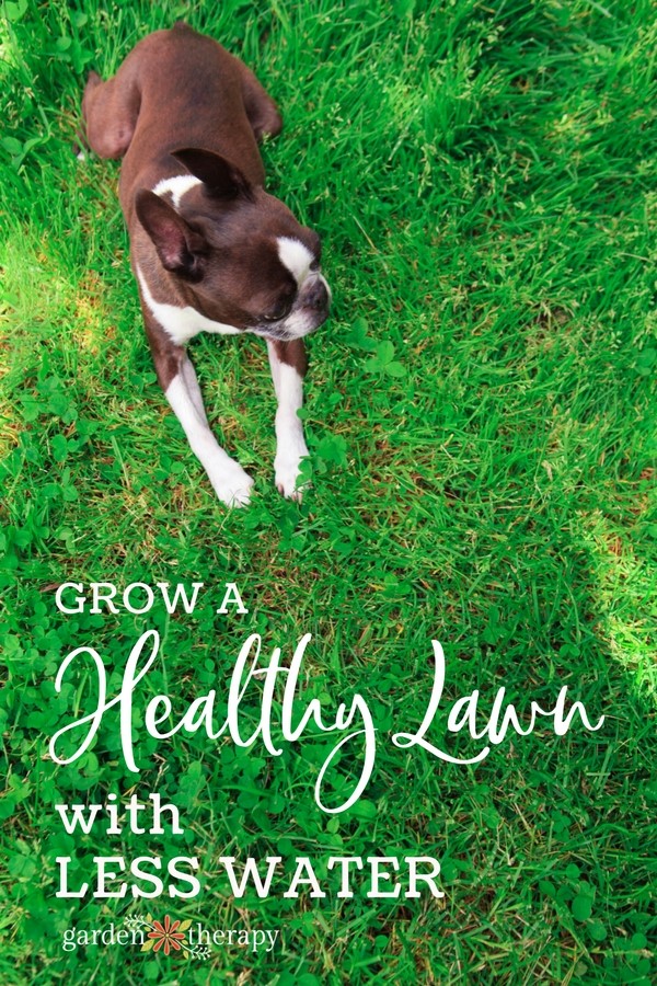 grow a healthy lawn with less water