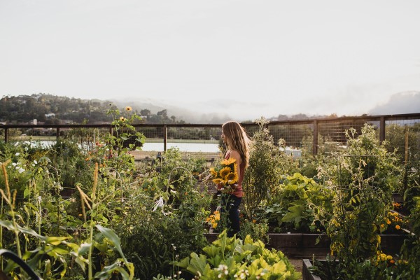 gathering sunflowers from the companion planted garden