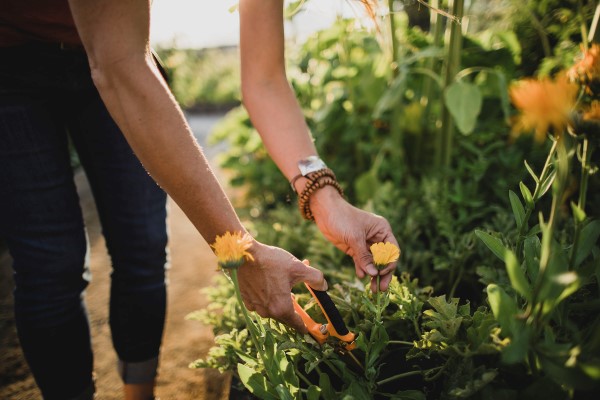 snipping flowers from a companion plant garden