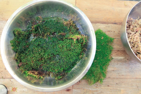 soaking moss