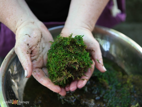 forming a ball with wet moss