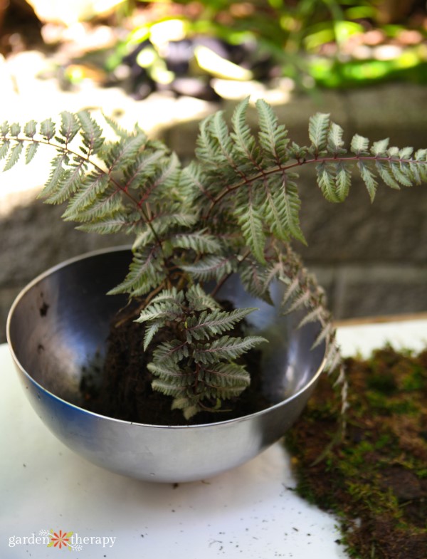 fern for kokedama