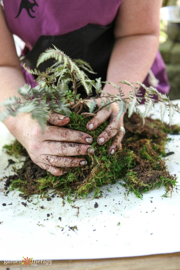 shaping moss around the root ball