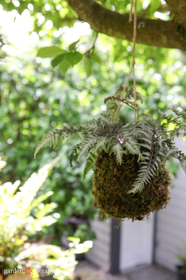 kokedama hanging from a tree