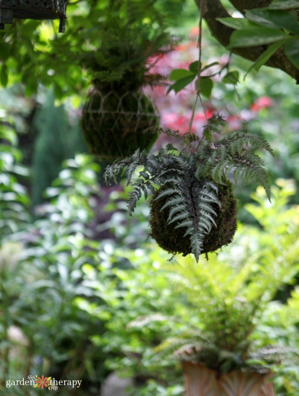 kokedama hanging outdoors