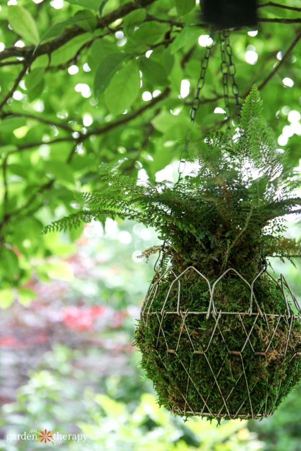 kokedama in egg basket