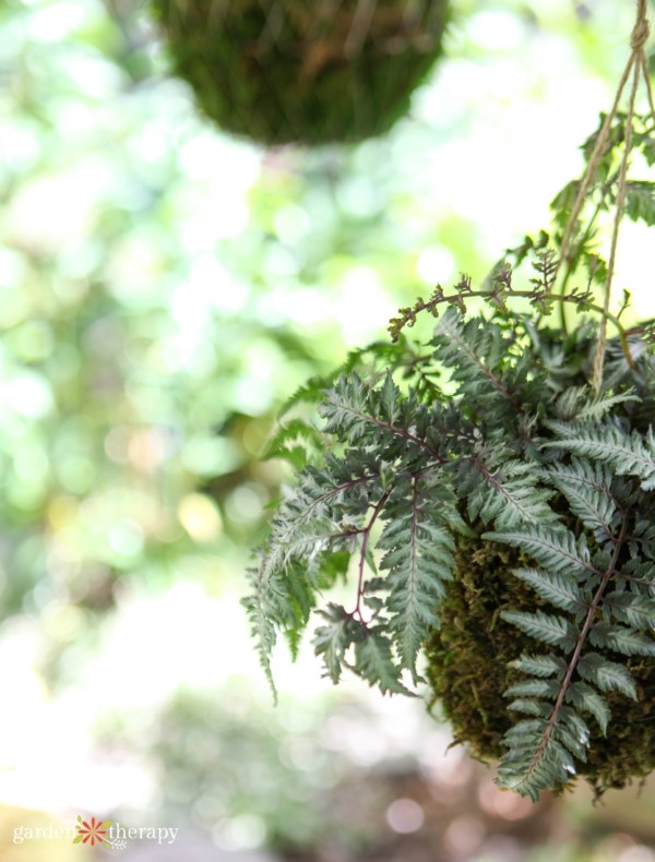 fern kokedama