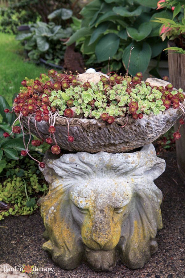 succulent lion's head planter