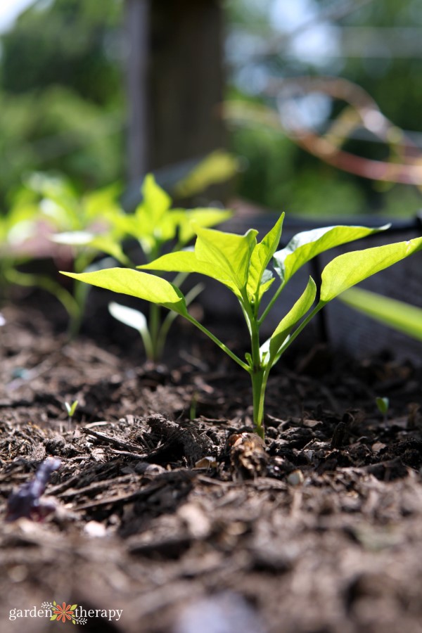 visualization of how to grow peppers as a seed sprouts from the soil