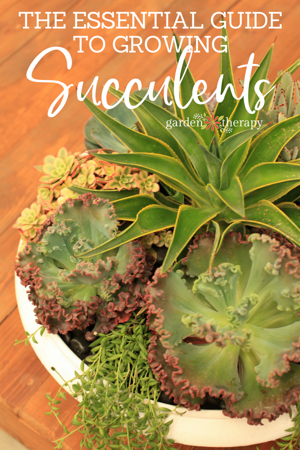 the essential guide to growing succulents