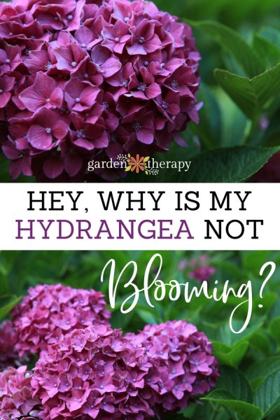 Why Is My Hydrangea Not Blooming? - Garden Therapy