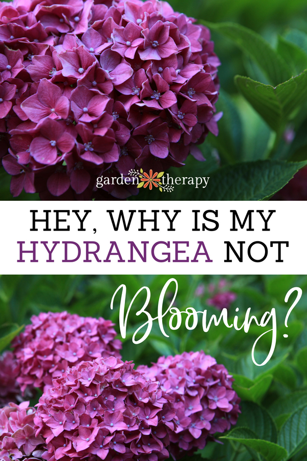 why is my hydrangea not blooming?