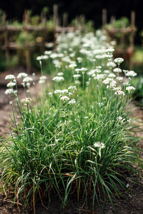 a Chinese intensive garden bed