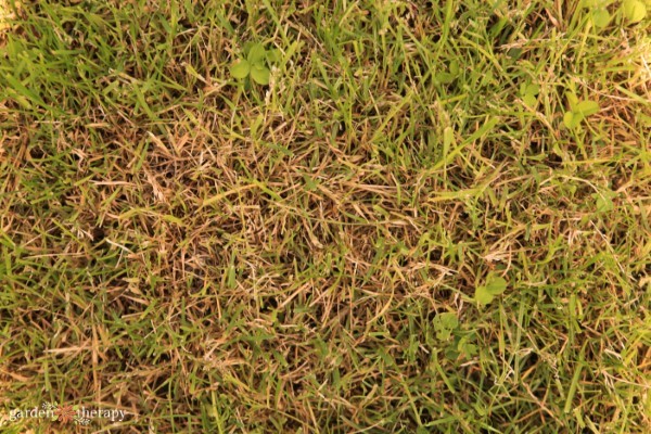 a brown lawn like this means it is going through a natural stage of dormancy