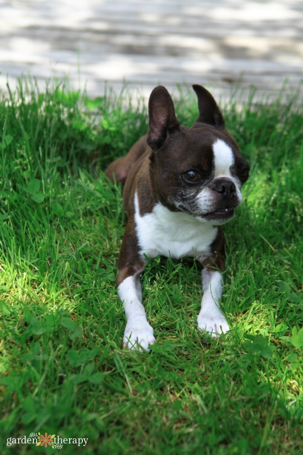 Dog lounging on a green lawn