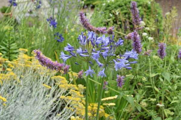 A meadow garden