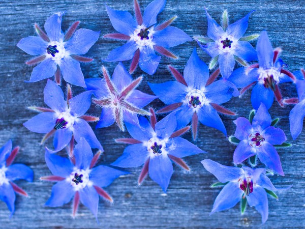 borage flowers are edible and attract bees to the garden