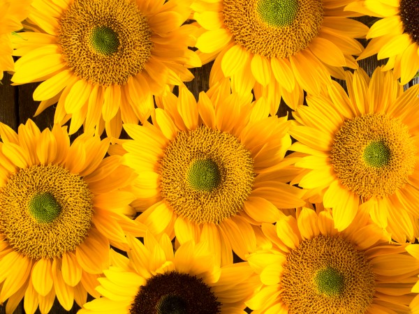 sunflowers 