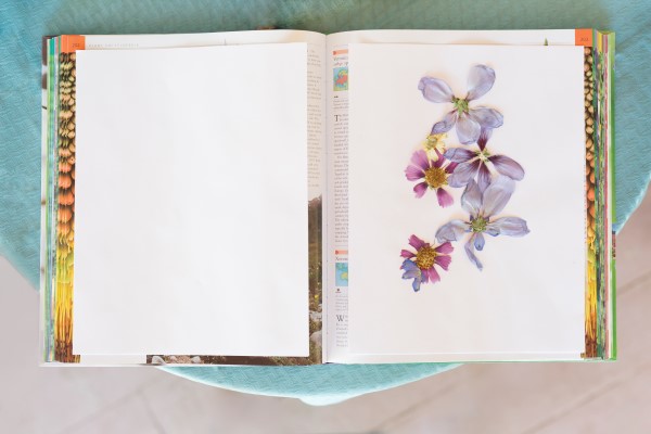 pressing flowers in a book