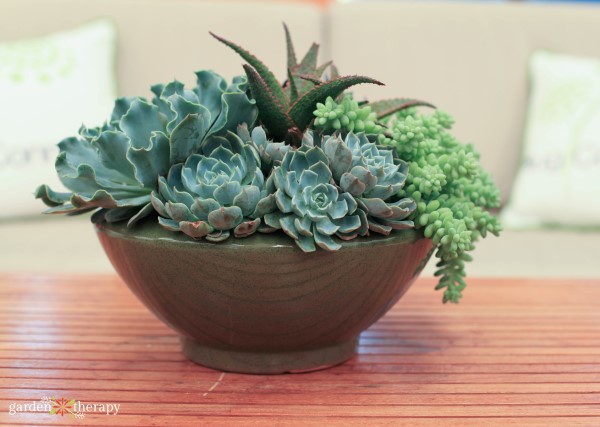 Bowl of succulents that have been watered 