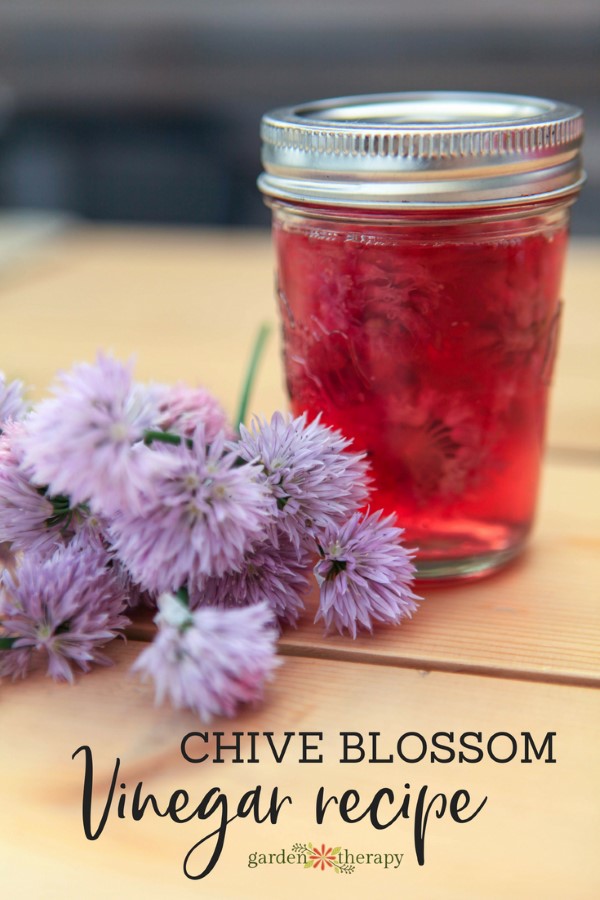 chive blossom vinegar recipe