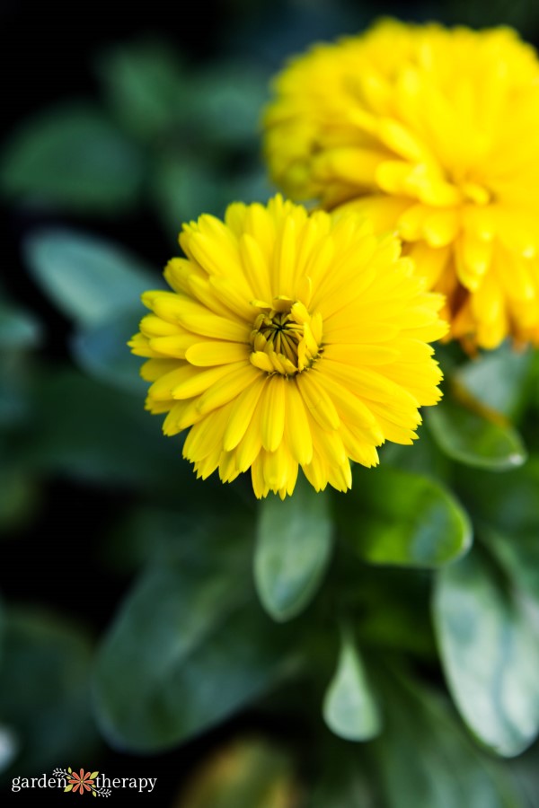 yellow costa calendula grown from seed