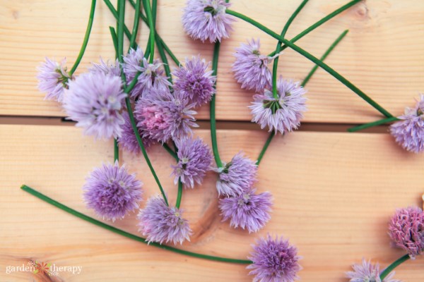 edible chive blossoms