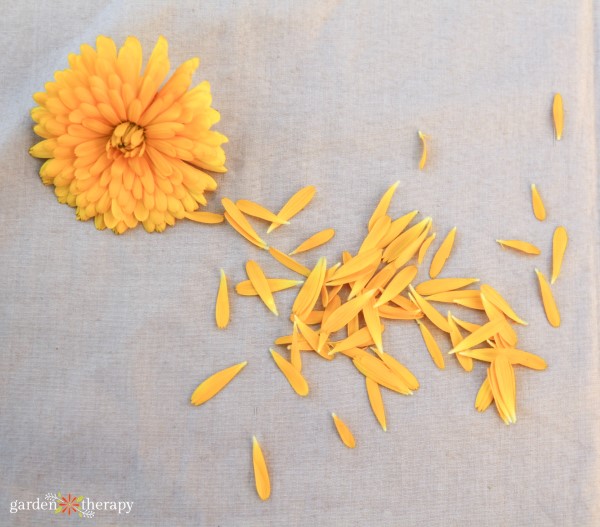 calendula petals are edible