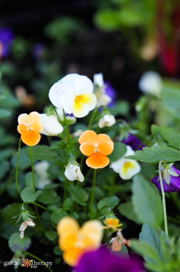 white, orange, and purple pansies blooming in a garden